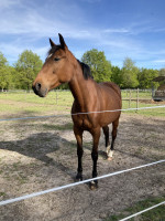 Vente de cheval : Encore une fille
